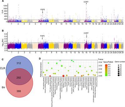 Whole Genome Scan and Selection Signatures for Climate Adaption in Yanbian Cattle